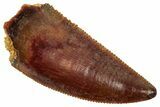 Serrated Raptor Tooth - Real Dinosaur Tooth #357926-1
